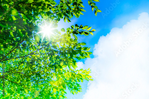 夏の空_新緑_夏の雲