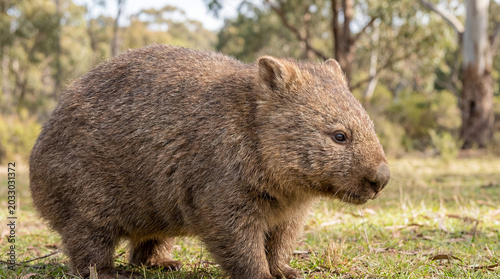 Australian wombat wildlife native marsupial animal bush nature portrait travel stocky ground dwelling animal in scrub habitat highlights distinctive fauna for conservation tourism and nature education