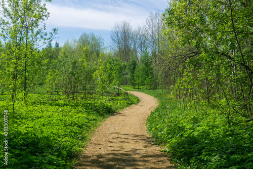 Path in the spring forest. Spring landscape. Spring forest. Spring landscape