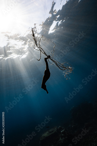 Photos Seahorse holding onto plastic rope garbage underwater, marine pollution and ocean environmental issue
