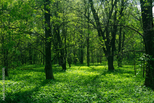 Green forest in springtime. Sunlight in the green forest.