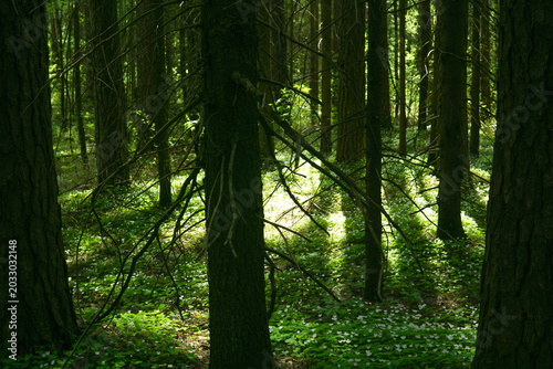 beautiful green forest in the morning, nature series, soft focus