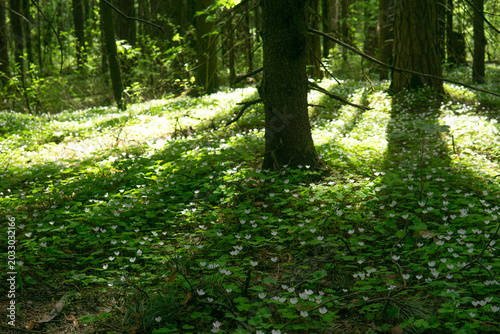 Springtime in the forest with green leaves and white flowers on the ground