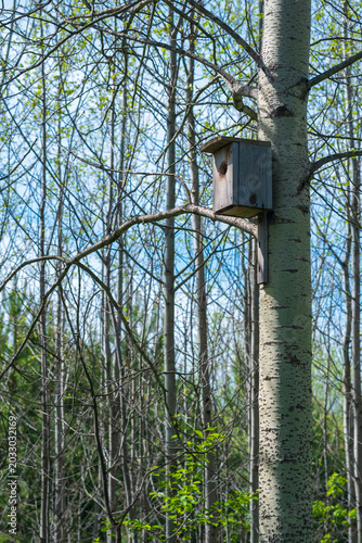 Birdhouse on a tree in the spring forest, close up.