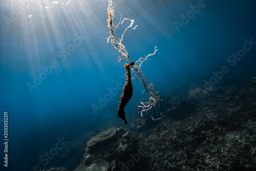 Fotografija Seahorse holding onto plastic rope garbage underwater, marine pollution and ocean environmental issue