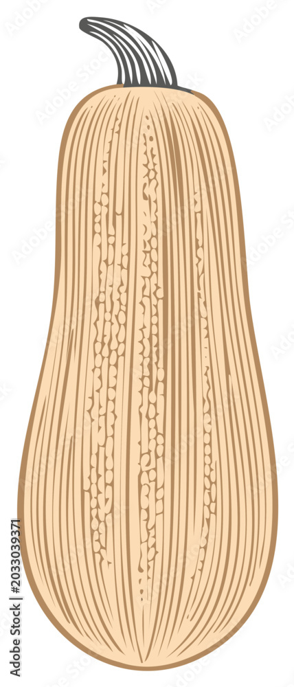 Fototapeta premium Vintage Style Illustration of a Butternut Squash featuring Rustic Texture and Tonal Brown Shade