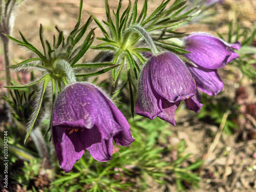 Canvastavla Blooming Purple Pulsatilla Vulgaris Flowers