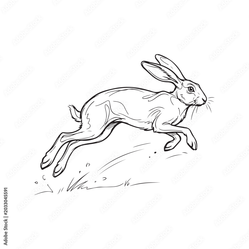 Fototapeta premium Black and white line of a running hare in motion rabbit jumping de