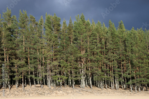 Foto Row of Caledonian Scots pine trees lit by sun in Loch Morlich, Scotland