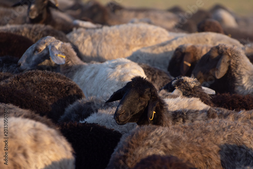 Fotografie Herd of Astrakhan sheep on a pasture in the steppe of Ukraine