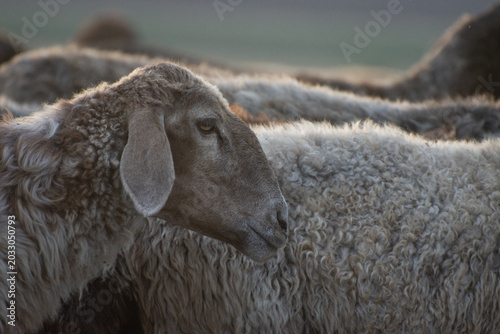 Tableau sur toile Portrait of a hornless sheep with light wool, side view