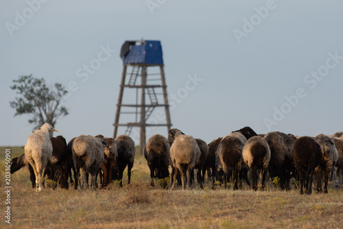 Obraz na płótnie A flock of Astrakhan sheep on a pasture in the steppe of Ukraine