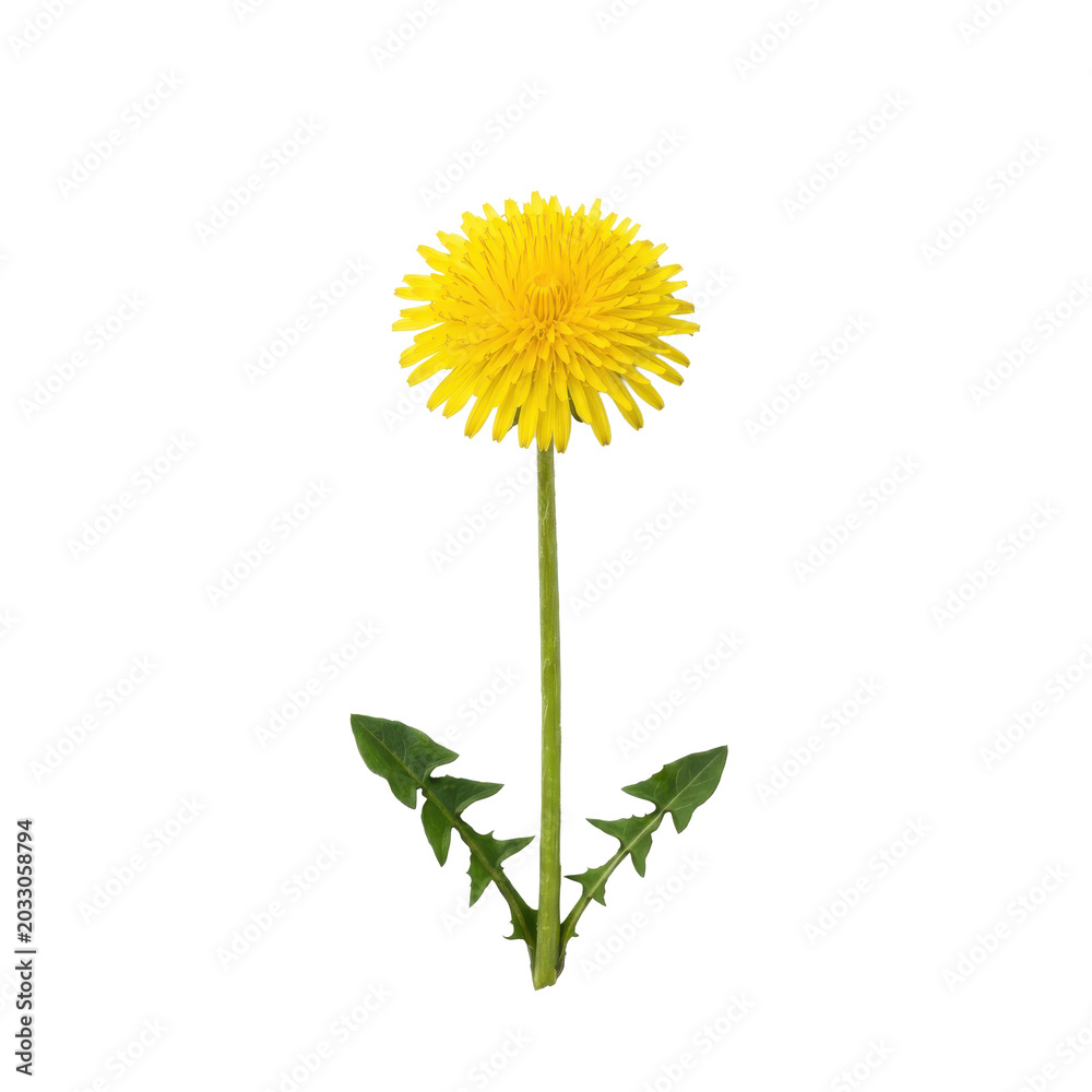Fototapeta premium Single bright yellow dandelion flower with green leaves