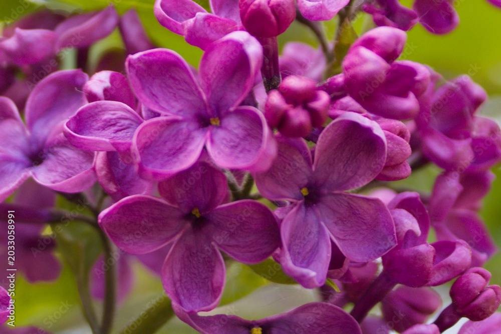 Obraz premium Purple tree blossom