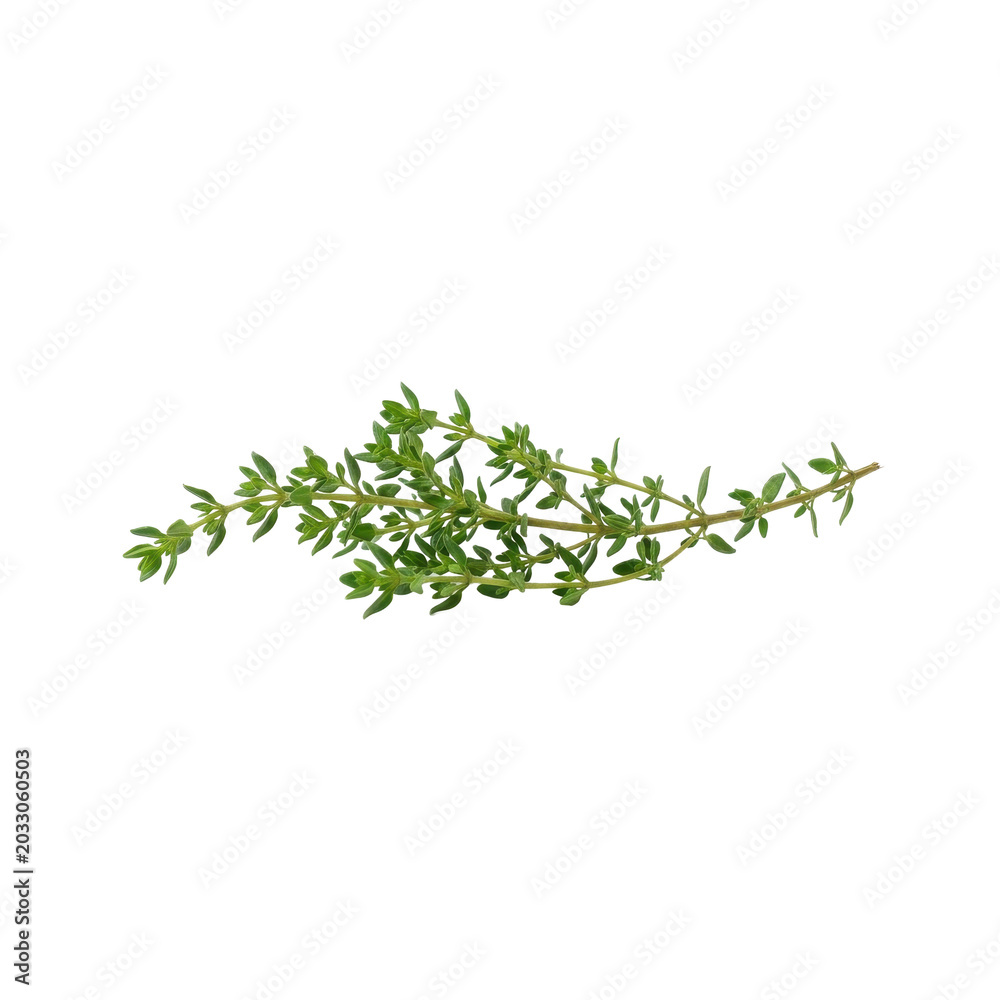Obraz premium Fresh thyme sprigs