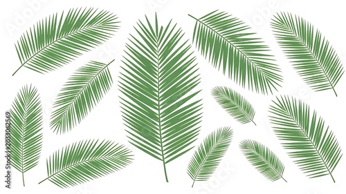 Green palm leaves, tropical foliage, leafy palm fronds, natural elements