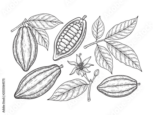 Sketch of cocoa beans and leaves on grey background. Vector illustration
