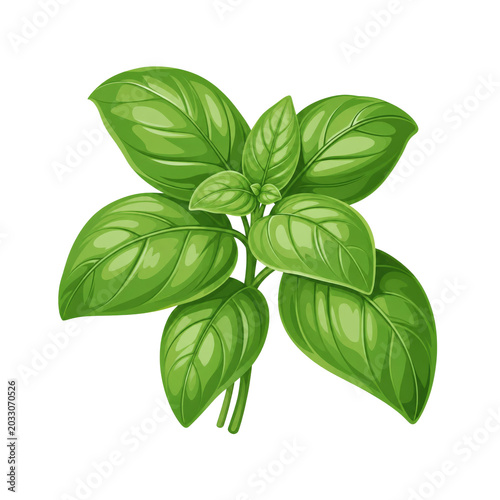 Fresh Green Basil Leaves Herb Vector Illustration - Sweet Basil Seasoning, Aromatic Cooking Herb, Italian Cuisine Ingredient, Isolated on White Background