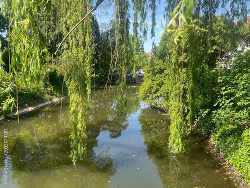 pond in the park