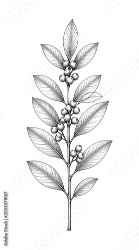 A single botanical sprig with berries rendered in fine ink line cross hatching, presented as an elegant vintage illustration isolated on a plain backdrop for creative design and print usage.