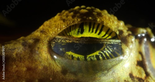 Manaus Slender-legged Treefrog (Osteocephalus taurinus) blinking, Yasuni National Park, Orellana province, the...