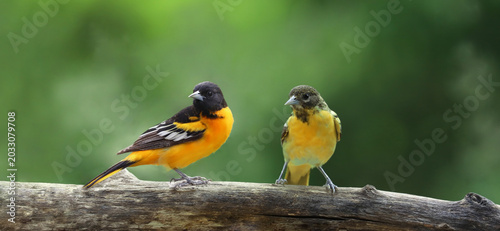 couple of oriole de baltimore in nature