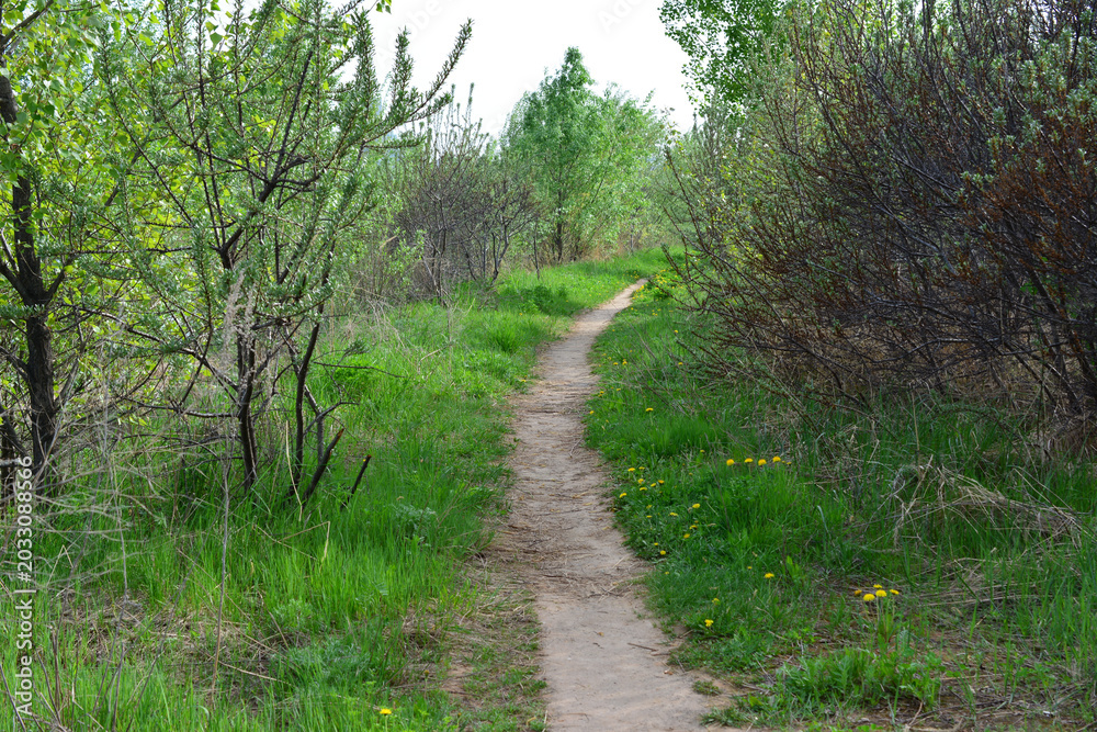 Fototapeta premium Winding Dirt Path Through Green Forest and green grass no people