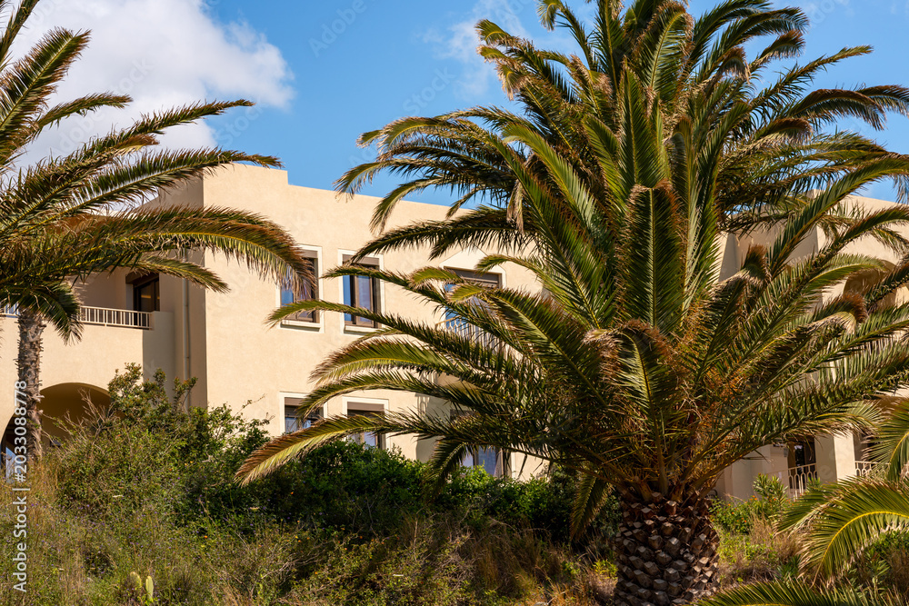 Fototapeta premium Summer scenery on Crete island with palm trees and hote facades