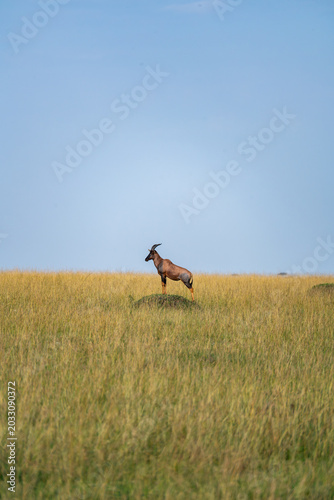The solitary leader of the wildebeest on the Maasai Mara grassland in Kenya