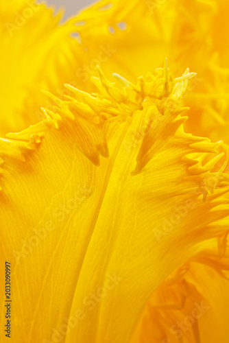 Fotografie Close up view of bright yellow petals showing texture and details in natural lig