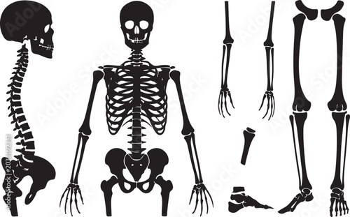 Bild auf Leinwand Black and white human skeleton illustration