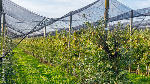 Tableau sur toile Apple trees grow in rows under protective nets in an orchard during daylight hou