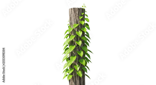 Fotografi Vertical vine clad wooden stem with green leafy growth leaves
