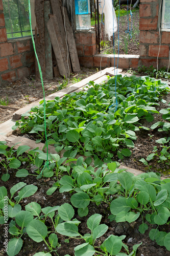 Cabbage seedlings grown in organic soil.