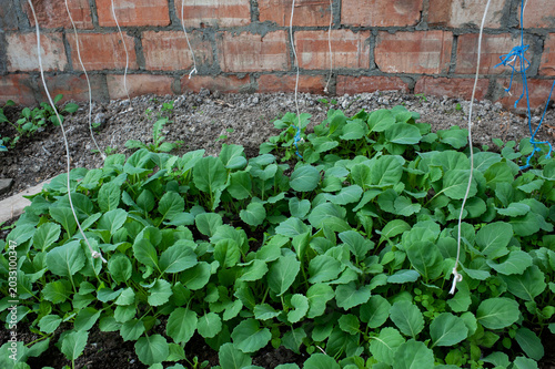Cabbage seedlings grown in organic soil.