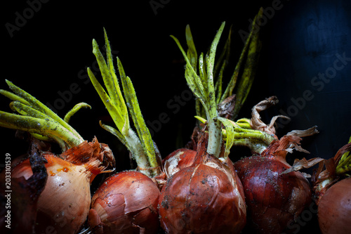 Onions with heavy infestation of Aspergillus niger, a fungal disease that is most often the result of improper storage in warm, humid conditions.