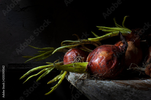 Onions with heavy infestation of Aspergillus niger, a fungal disease that is most often the result of improper storage in warm, humid conditions.