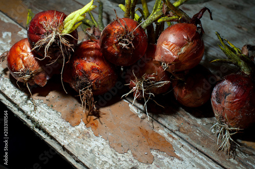 Onions with heavy infestation of Aspergillus niger, a fungal disease that is most often the result of improper storage in warm, humid conditions.