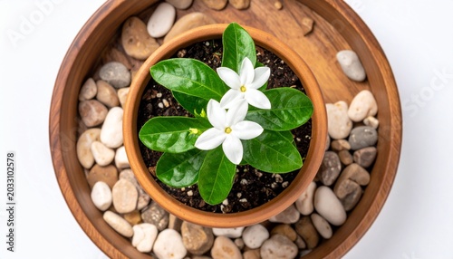 White flowering plant in terracotta pot, nestled among pebbles, creating serene natural decor