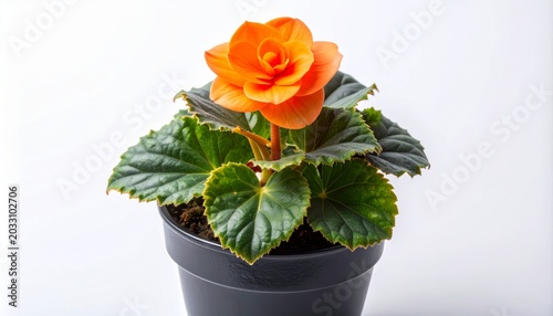 Vibrant Orange Begonia Flower in a Pot, a Bright and Cheerful Botanical Display with Lush Green Foliage