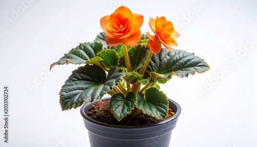 Close-up of vibrant orange begonia flowers in a black pot on a white background