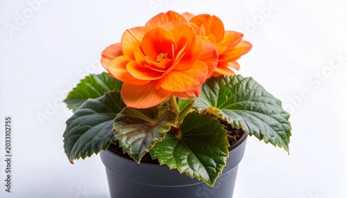 Vibrant Orange Begonia Flower in a Dark Pot, Brightening Any Space with its Lush Petals and Green Foliage on a Clean White Background
