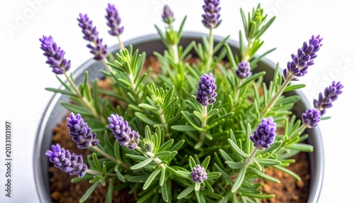 A potted lavender plant with vibrant purple flowers and green leaves on a white background