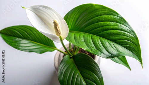 Elegant Peace Lily Plant with Vibrant Green Leaves and Pristine White Bloom for Indoor Decor