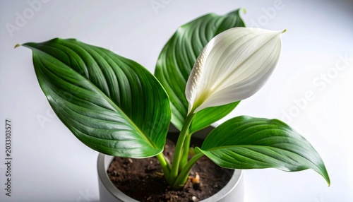Captivating white flower of a lush green houseplant in a modern pot, embodying natural beauty and a tranquil atmosphere