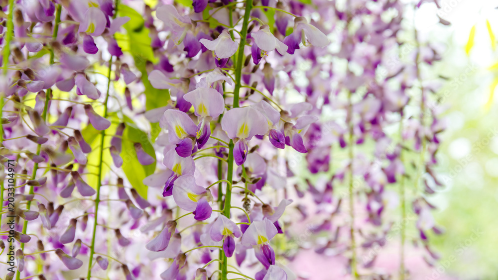 Obraz premium Wisteria flowers hang in clusters during spring season in a garden setting