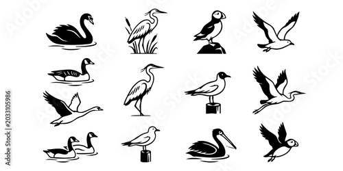 Photos Various birds are illustrated in different poses on water and land