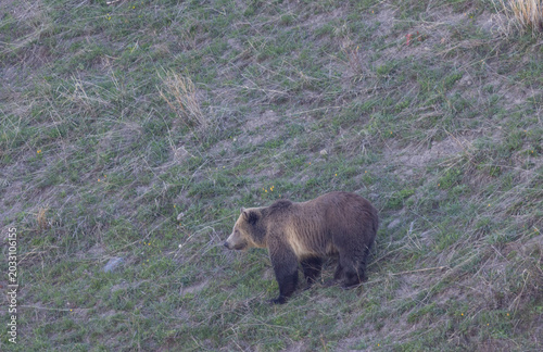 Grizzly Bear in Yellowstone National Park Wyoming in Spring
