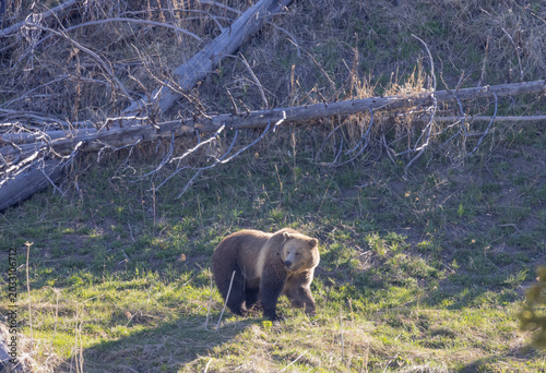 Grizzly Bear in Yellowstone National Park Wyoming in Spring