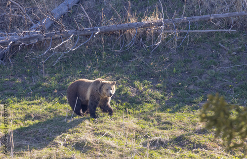 Grizzly Bear in Yellowstone National Park Wyoming in Spring